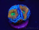 WYSIWYG Micromussa lordhowensis (ehemals Acanthastrea) 6A3