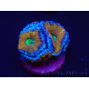 WYSIWYG Micromussa lordhowensis (ehemals Acanthastrea) 6A3