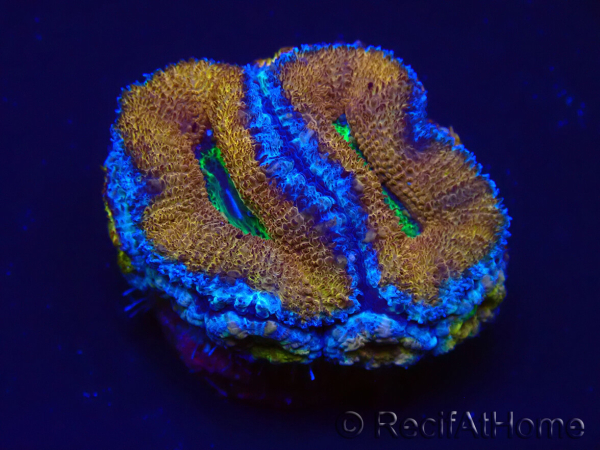 WYSIWYG Micromussa lordhowensis (ex Acanthastrea) 6A4