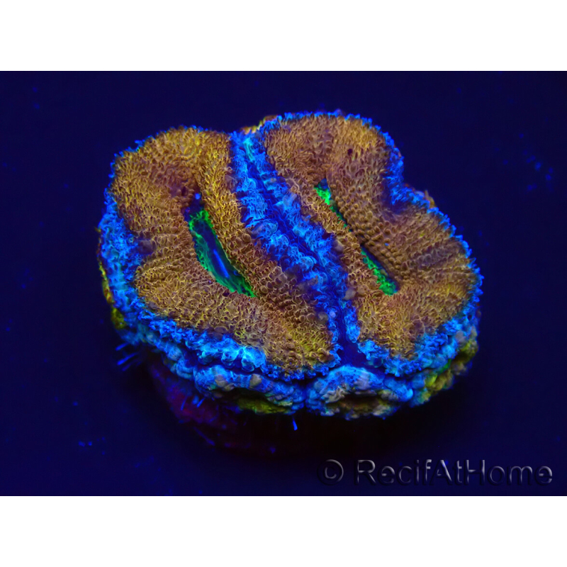 WYSIWYG Micromussa lordhowensis (ex Acanthastrea) 6A4