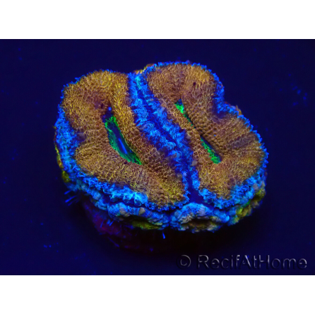 WYSIWYG Micromussa lordhowensis (formerly Acanthastrea) 6A4