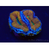 WYSIWYG Micromussa lordhowensis (ex Acanthastrea) 6A4