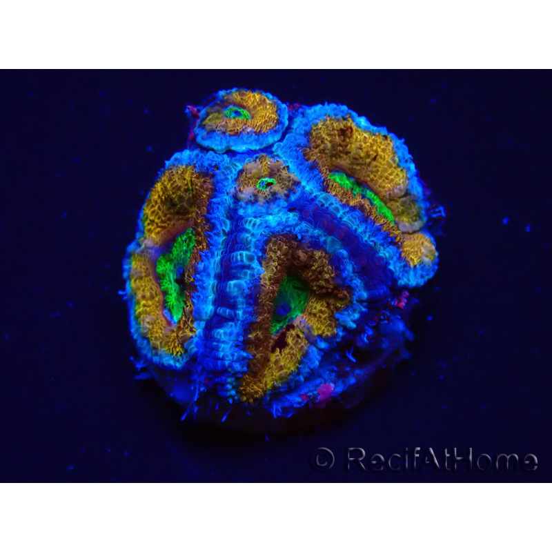 WYSIWYG Micromussa lordhowensis (ehemals Acanthastrea) 6A5