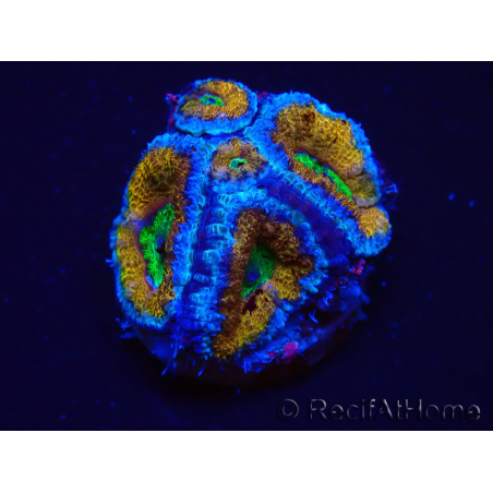 WYSIWYG Micromussa lordhowensis (ex Acanthastrea) 6A5