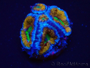 WYSIWYG Micromussa lordhowensis (ex Acanthastrea) 6A5