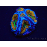 WYSIWYG Micromussa lordhowensis (formerly Acanthastrea) 6A5