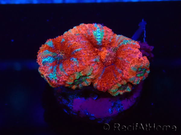 WYSIWYG Micromussa lordhowensis (ex Acanthastrea) 6A6