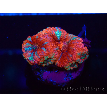 WYSIWYG Micromussa lordhowensis (ex Acanthastrea) 6A6