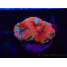 WYSIWYG Micromussa lordhowensis (ehemals Acanthastrea) 6A6
