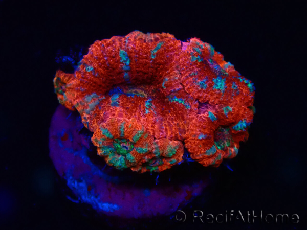 WYSIWYG Micromussa lordhowensis (ehemals Acanthastrea) 6A7