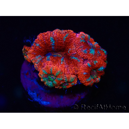 WYSIWYG Micromussa lordhowensis (ex Acanthastrea) 6A7