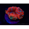 WYSIWYG Micromussa lordhowensis (ex Acanthastrea) 6A7