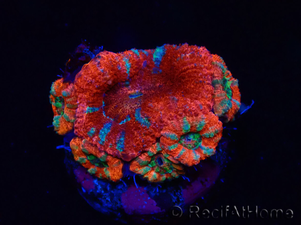 WYSIWYG Micromussa lordhowensis (ehemals Acanthastrea) 6A8