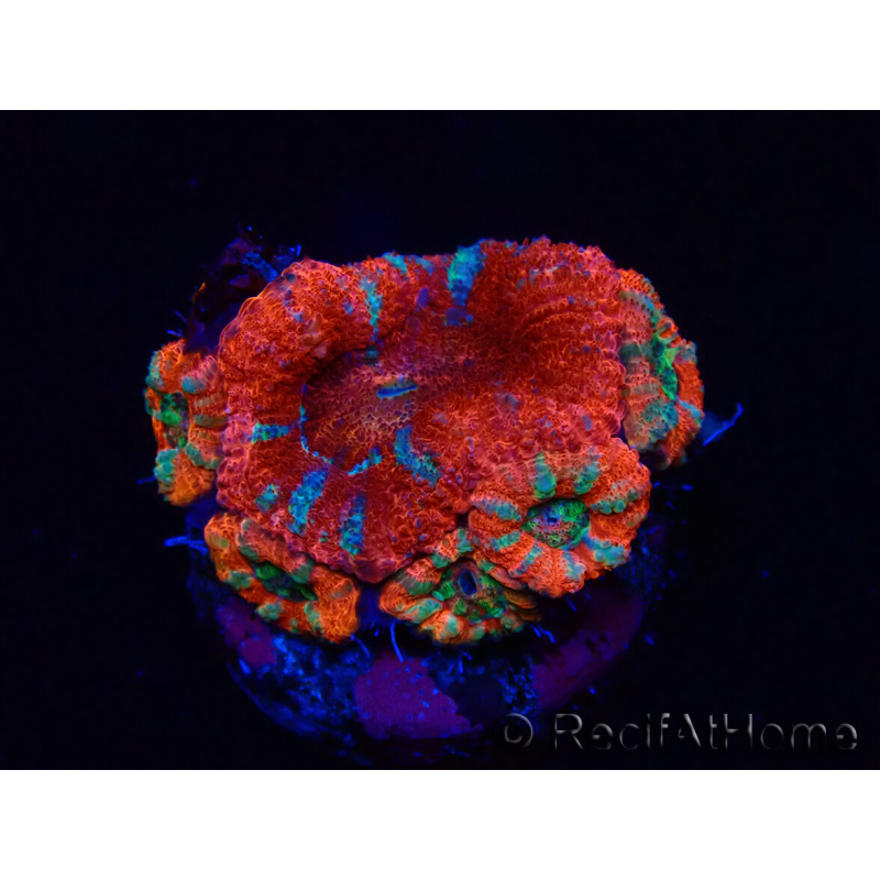 WYSIWYG Micromussa lordhowensis (antes Acanthastrea) 6A8