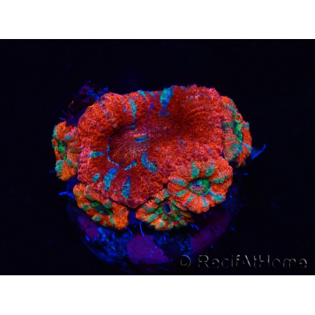 WYSIWYG Micromussa lordhowensis (antes Acanthastrea) 6A8
