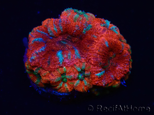 WYSIWYG Micromussa lordhowensis (ex Acanthastrea) 6K3
