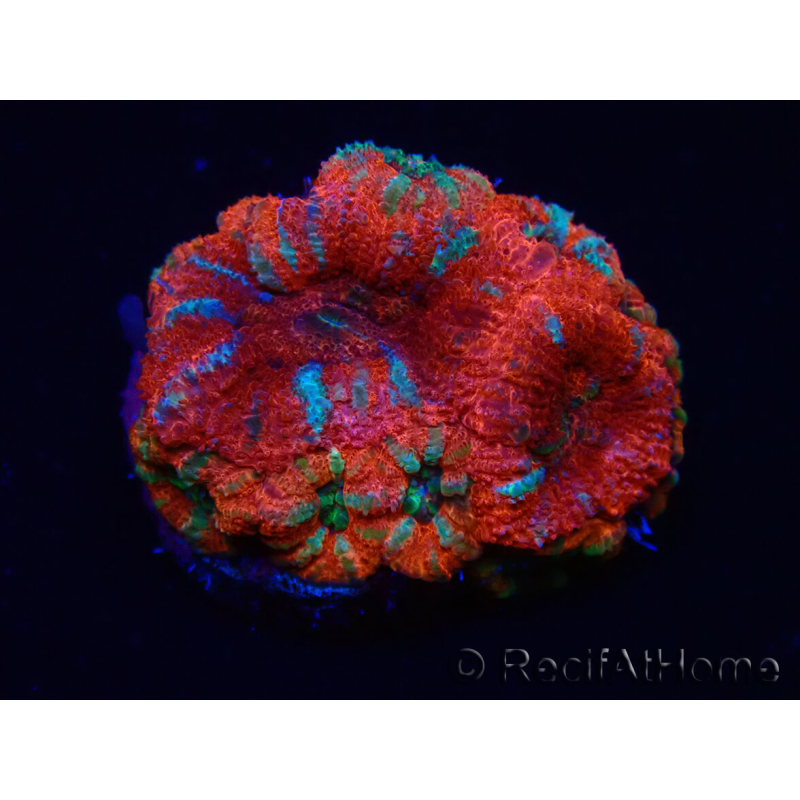 WYSIWYG Micromussa lordhowensis (ex Acanthastrea) 6K3