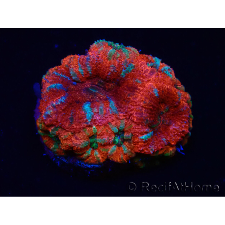 WYSIWYG Micromussa lordhowensis (ex Acanthastrea) 6K3