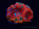 WYSIWYG Micromussa lordhowensis (formerly Acanthastrea) 6K3
