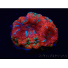 WYSIWYG Micromussa lordhowensis (ex Acanthastrea) 6K3
