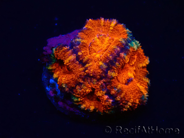 WYSIWYG Micromussa lordhowensis (ex Acanthastrea) 6K4