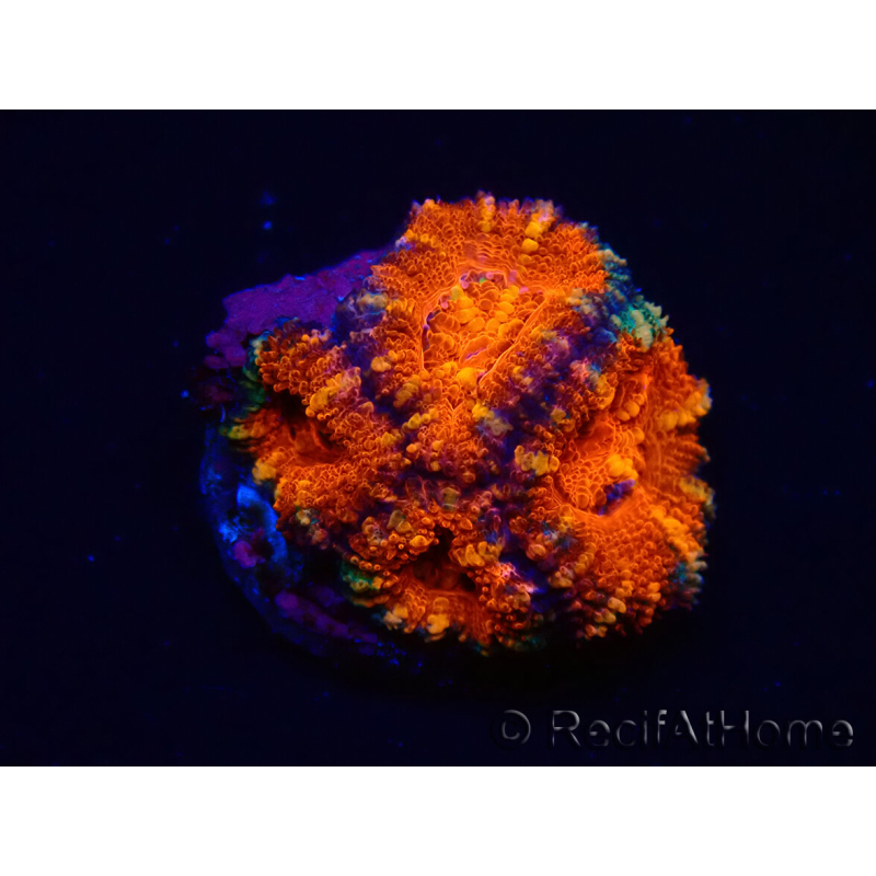 WYSIWYG Micromussa lordhowensis (ehemals Acanthastrea) 6K4