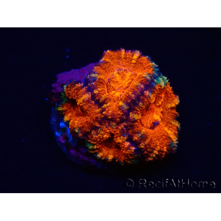WYSIWYG Micromussa lordhowensis (ex Acanthastrea) 6A10