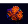 WYSIWYG Micromussa lordhowensis (ex Acanthastrea) 6K4