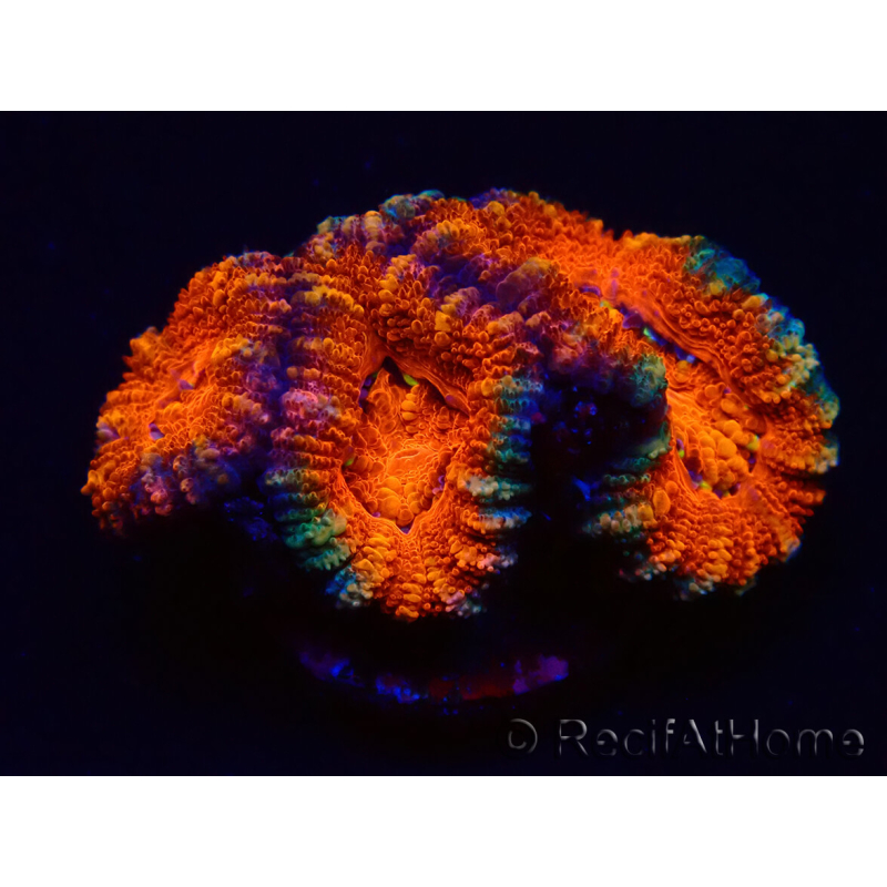 WYSIWYG Micromussa lordhowensis (ex Acanthastrea) 6B1