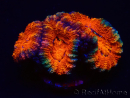 WYSIWYG Micromussa lordhowensis (ehemals Acanthastrea) 6B1