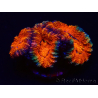 WYSIWYG Micromussa lordhowensis (ex Acanthastrea) 6B1