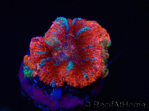 WYSIWYG Micromussa lordhowensis (ex Acanthastrea) 6B2