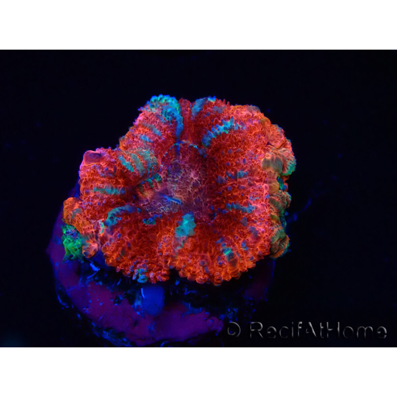 WYSIWYG Micromussa lordhowensis (ex Acanthastrea) 6B2
