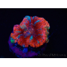 WYSIWYG Micromussa lordhowensis (ehemals Acanthastrea) 6B2