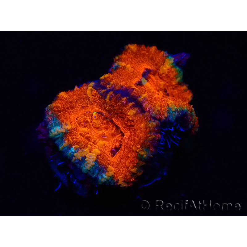 WYSIWYG Micromussa lordhowensis (ex Acanthastrea) 6B3