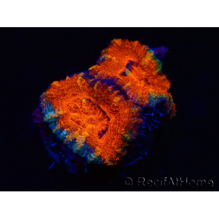 WYSIWYG Micromussa lordhowensis (ex Acanthastrea) 6B3