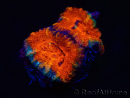 WYSIWYG Micromussa lordhowensis (ehemals Acanthastrea) 6B3