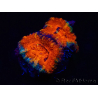 WYSIWYG Micromussa lordhowensis (ex Acanthastrea) 6B3