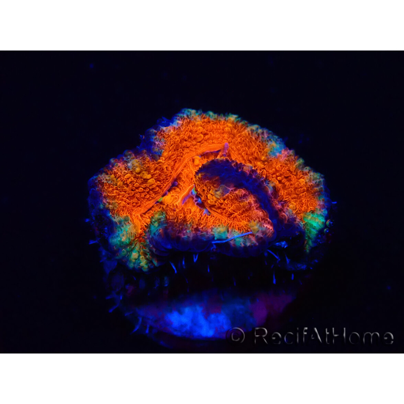 WYSIWYG Micromussa lordhowensis (ex Acanthastrea) 6B4