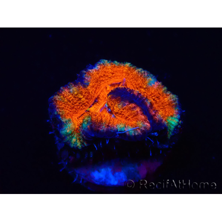WYSIWYG Micromussa lordhowensis (formerly Acanthastrea) 6B4