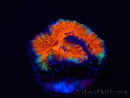 WYSIWYG Micromussa lordhowensis (ex Acanthastrea) 6B4