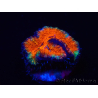 WYSIWYG Micromussa lordhowensis (ex Acanthastrea) 6B4
