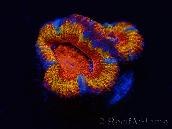 WYSIWYG Micromussa lordhowensis (formerly Acanthastrea) 6B5