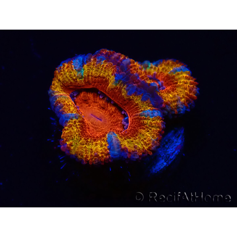 WYSIWYG Micromussa lordhowensis (ex Acanthastrea) 6B5