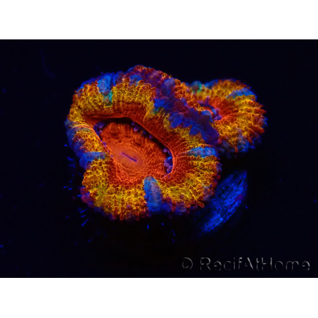 WYSIWYG Micromussa lordhowensis (anteriormente Acanthastrea) 6B5