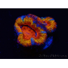 WYSIWYG Micromussa lordhowensis (ehemals Acanthastrea) 6B5