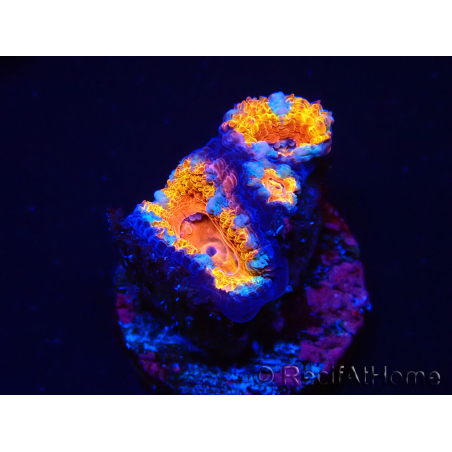 WYSIWYG Micromussa lordhowensis (ex Acanthastrea) 6B6