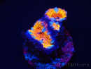 WYSIWYG Micromussa lordhowensis (ex Acanthastrea) 6B6