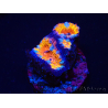 WYSIWYG Micromussa lordhowensis (ex Acanthastrea) 6B6