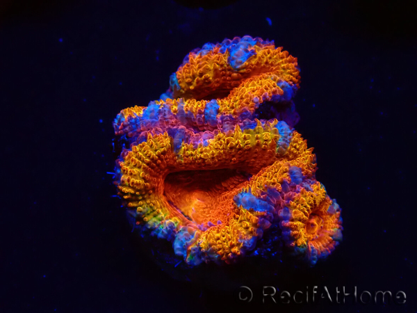 WYSIWYG Micromussa lordhowensis (anteriormente Acanthastrea) 6B7